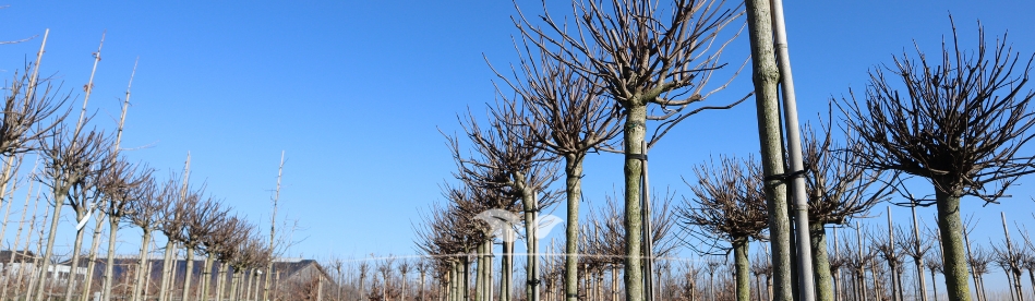 Kugelbäume kaufen | Gardline | Online Gartencenter